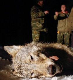 Russian Far East region offers cash for wolves