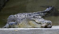 In Australia the fishermen were attacked by crocodiles