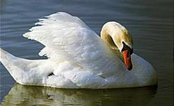 186 swans died of bird-flue in Kalmykiya