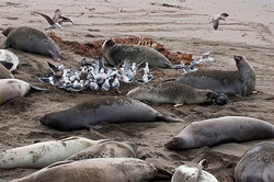 Thousands of sea lions jumped ashore