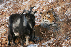The Amur tiger teaches the goat hunt