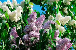 In Moscow restore Lilac garden