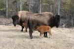 Don: the number of bison in Russia could double in a decade
