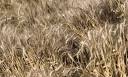 Egypt will become another 175 thousand tons of Russian wheat
