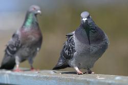 Pigeons didn`t have bird-flu