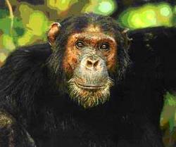 Chimpanzee dressed in greatcoat in Chelyabinsk Zoo