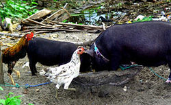 Egypt reports second bird flu death in 2009