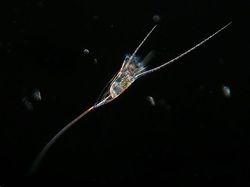 Scientists discovered in the Volga alien plankton