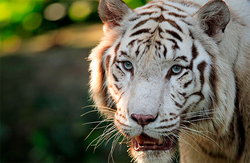 In the zoo white tiger killed a schoolboy