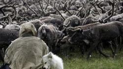 Russia`s Far East natives may kill 5 deer per each wolf skin