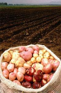 Konchalovsky to plant potatoes