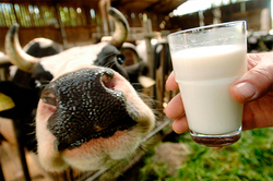 Scientists: the Milk will save you from diseases of the brain