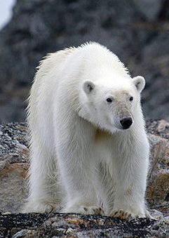 Polar bear hunt may start on Russia`s Chukchi Peninsula in 2011