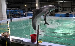 In Primorye, the story about the death of dolphins was continued