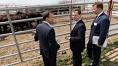 Medvedev will visit the Bryansk region and discuss support livestock
