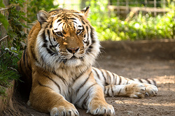 Tiger Putin ran away from the bride in the Amur region