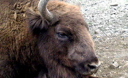Bison numbers up 25% in Russia?s Kaluga region over past year