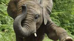 Elephant kills seven in Thailand
