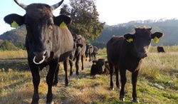 In Japan, the farmers refused to euthanize "nuclear cattle"