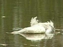 33 dead swans were found at coast of Caspian Sea