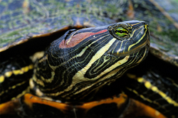 A fisherman was caught in the Moscow river turtle