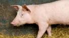 Rosselhoznadzor: Ukrainian pork has the ability to be prohibited to import in a few days
