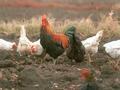 Cheaters under cover of epidemiologists steals poultry in Karachayevo-Cherkessia