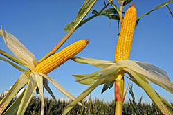 Russia has protected from dangerous maize from the USA