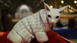 Russian bailiffs seize rare hairless cat over owners` debts