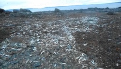 In Canada, the corpses of thousands of sea creatures washed up on the shore
