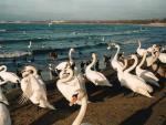 380 swans died from bird flu in Astrakhanskaya oblast