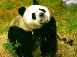 China to send 2 giant pandas to Spain