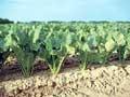 Russian sugar producers change to beet