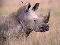 Impotence could lead to rhinos` extinction
