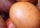 Russia will ban imports of Ukrainian potato

