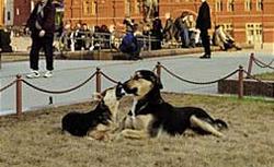 All stray dogs to be given shelter in Irkutsk in new year