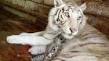 The Director of a zoo "fairy Tale" hopes for a new litter of white tiger cubs

