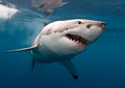 In New Caledonia shark attacked a surfer