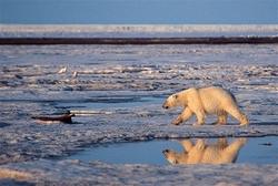 Polar bear population seen declining