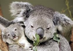 Australia`s Koalas at risk from climate change