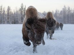 In Yakutia will unleash a herd of Buffalo