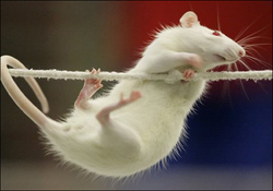 Rats feel regret after making bad decisions