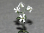 Den of antiquity: Flower reanimated from 30,000yo seeds
