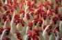 Emergencies ministry warns of bird flu outbreak in Urals